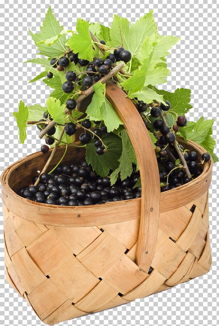 Fruit Blackcurrant Redcurrant Grape Cassis PNG, Clipart, Berry, Bilberry, Blackberry, Blackcurrant, Cassis Free PNG Download