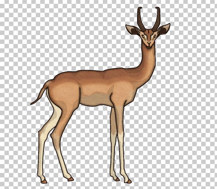 Impala Springbok Antelope Gerenuk Elk PNG, Clipart, Animal, Animals, Antelope, Antler, Camel Like Mammal Free PNG Download