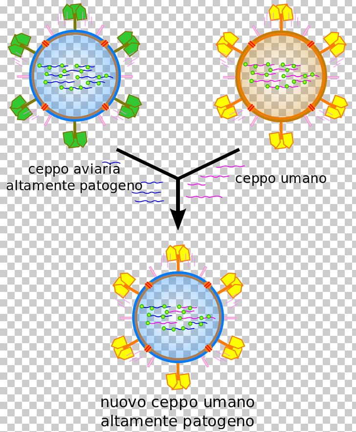 Influenzavirus B Influenzavirus B Gripiviirused Infection PNG, Clipart, Area, Avian Influenza, Cell, Circle, Cowpea Mosaic Virus Free PNG Download