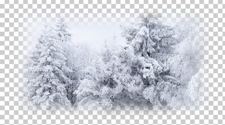 Winter Snow Desktop Cold PNG, Clipart, Blizzard, Branch, Cold, Computer Wallpaper, Conifer Free PNG Download