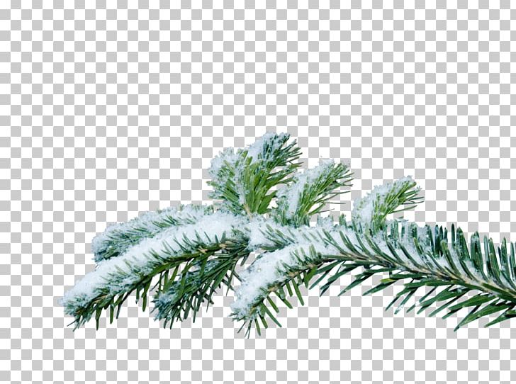 Christmas Tree Branch PNG, Clipart, Biome, Branch, Celebrities, Chris Pine, Christmas Free PNG Download