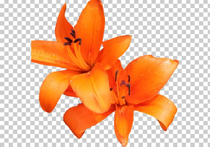 Orange Lily Tiger Lily Orange Day-lily Flower PNG, Clipart, Cut Flowers, Daylily, Download, Flores, Flower Free PNG Download