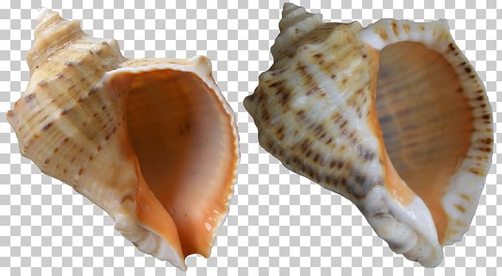 Veined Rapa Whelk Black Sea Molluscs Seashell PNG, Clipart, Beach, Black Sea, Clam, Clams Oysters Mussels And Scallops, Clipart Free PNG Download