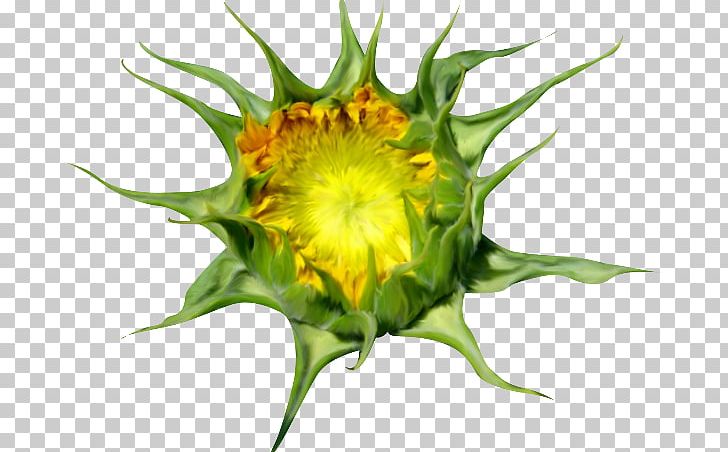 Common Sunflower Sunflower Seed Sunflowers PNG, Clipart, Bud, Common Sunflower, Flower, Flowering Plant, Girasoles Free PNG Download