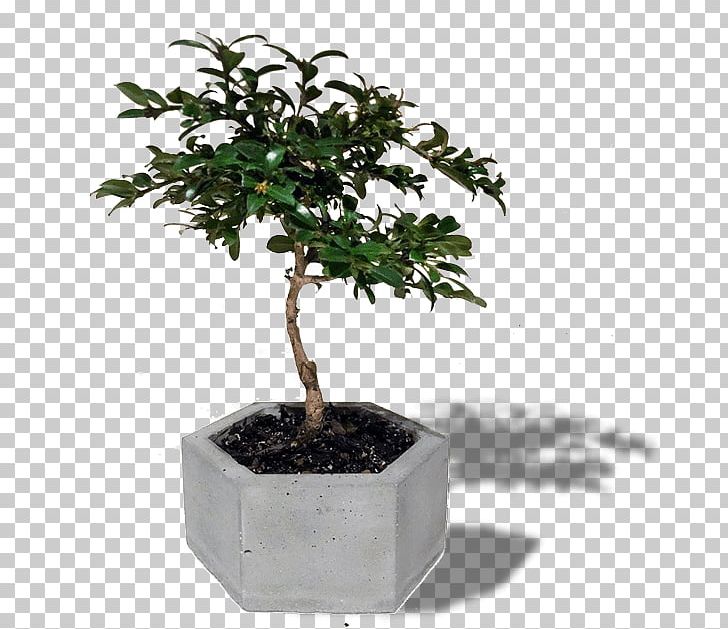 Bonsai Sageretia Theezans Tree Houseplant Flowerpot PNG, Clipart, Bird, Bonsai, Flowerpot, Houseplant, Nature Free PNG Download