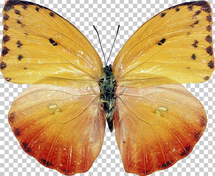 Butterfly Insect Moth Photography PNG, Clipart, Animal, Arthropod, Brush Footed Butterfly, Butterflies And Moths, Butterfly Free PNG Download