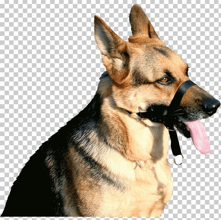 Dog Breed Boxer Rottweiler Muzzle German Shepherd PNG, Clipart, Boxer, Carnivoran, Collar, Dog, Dog Breed Free PNG Download