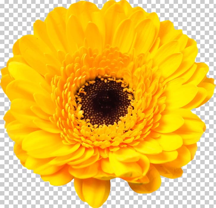 Transvaal Daisy Common Sunflower Stock Photography Yellow PNG, Clipart, Calendula, Chrysanthemum, Chrysanths, Color, Common Daisy Free PNG Download