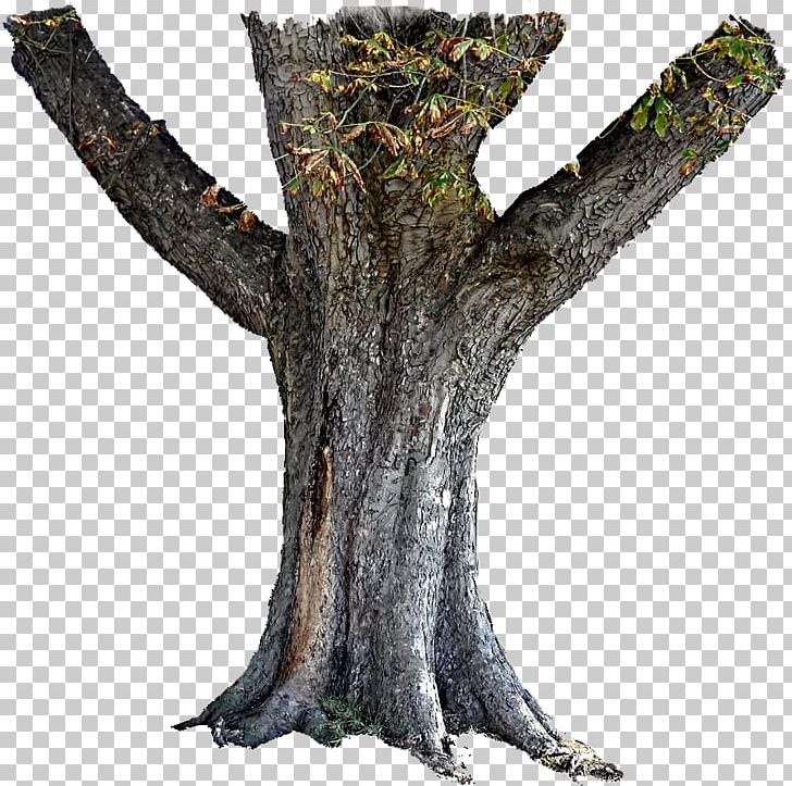 Trunk Tree Stump Bark PNG, Clipart, Bark, Branch, Desktop Wallpaper, Deviantart, Flickr Free PNG Download