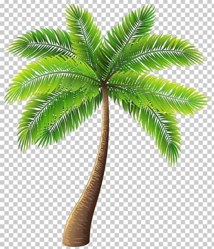 Archontophoenix Alexandrae Tree PNG, Clipart, Archontophoenix, Archontophoenix Alexandrae, Arecaceae, Arecales, Attalea Speciosa Free PNG Download
