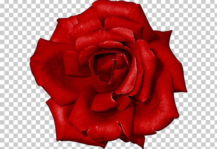 Garden Roses Red China Rose Flower PNG, Clipart, Beach Rose, Big Red, Bloom, China Rose, Closeup Free PNG Download