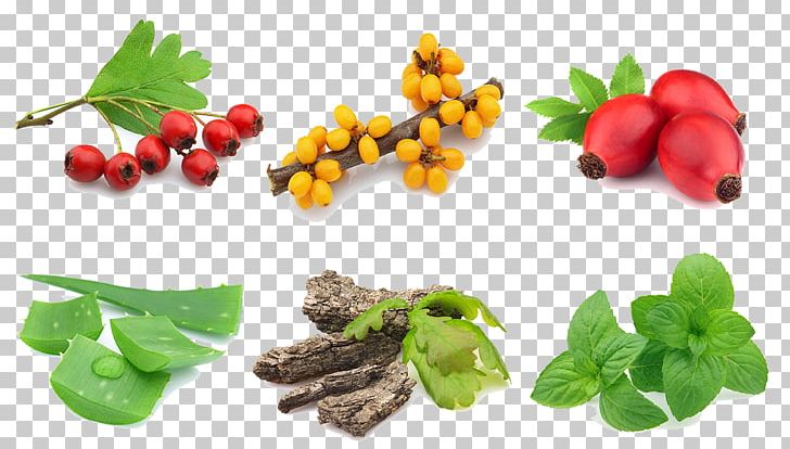 Stock Photography PNG, Clipart, 123rf, Aloe, Auglis, Autumn Leaf, Conifer Cone Free PNG Download