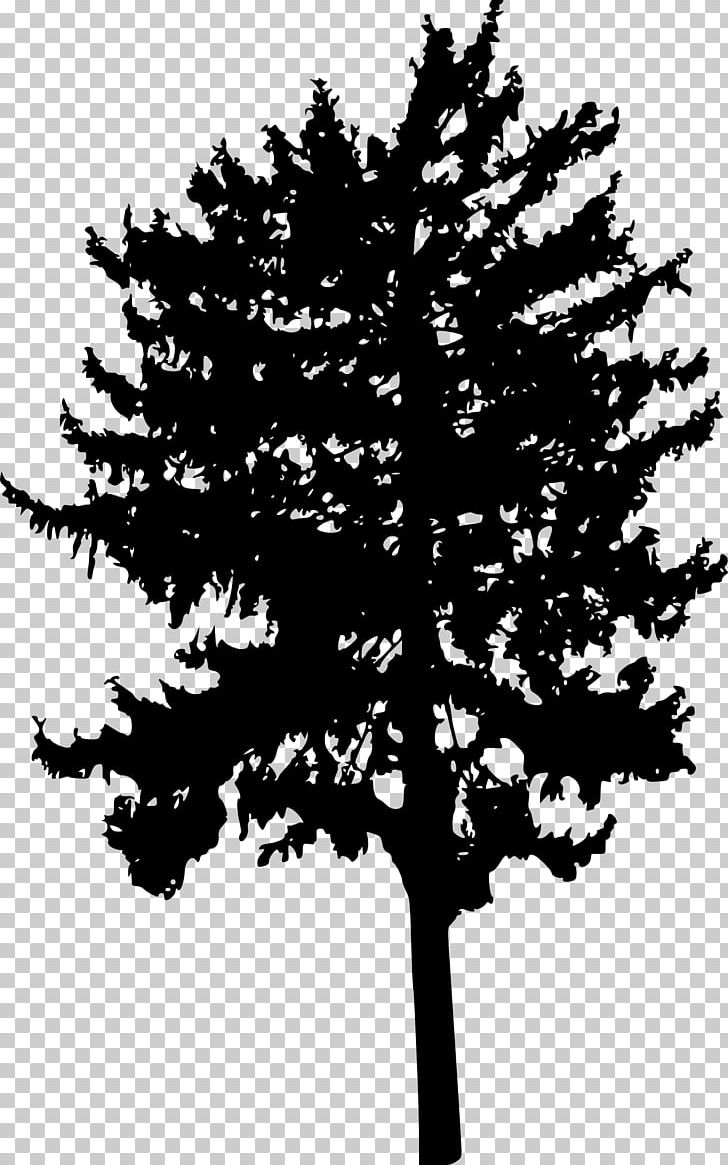 Tree Woody Plant Branch Conifers PNG, Clipart, Black And White, Branch, Computer Icons, Conifer, Conifers Free PNG Download
