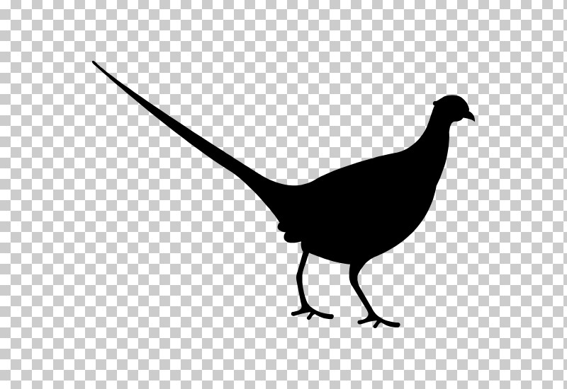 Bird Beak White Pheasant Tail PNG, Clipart, Beak, Bird, Flightless Bird, Pheasant, Tail Free PNG Download