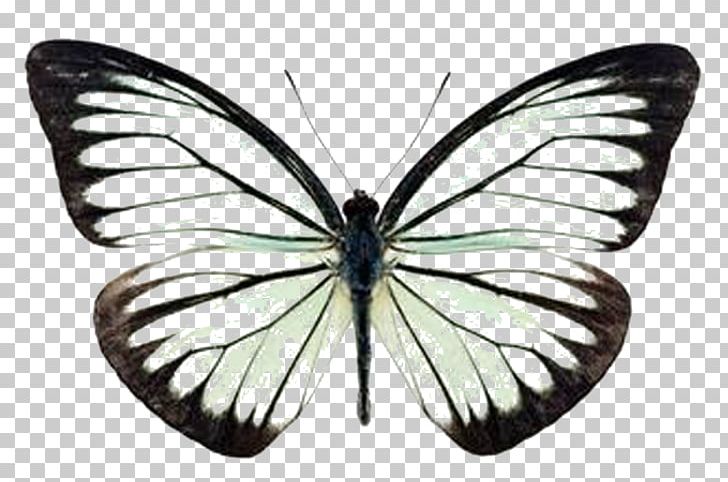 Butterfly Pierinae Pareronia Valeria Stock Photography PNG, Clipart, Abstract Lines, Animals, Arthropod, Black, Brush Footed Butterfly Free PNG Download