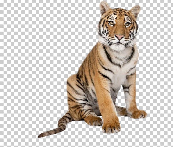 Cat Bengal Tiger White Tiger Pig Stock Photography PNG, Clipart, Animal, Animal Figure, Animals, Bengal Tiger, Big Cats Free PNG Download