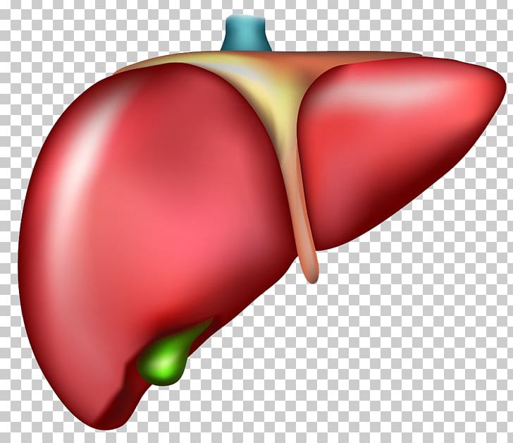 Liver Organ Cirrhosis Drawing PNG, Clipart, Anatomy, Biology, Cartoon, Cirrhosis, Disease Free PNG Download