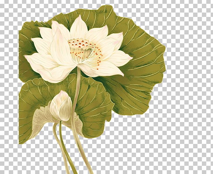 Flower On The Constitutional And Local Effects Of Disease Of The Supra-renal Capsules Software PNG, Clipart, Annual Plant, Creative, Cut Flowers, Data, Download Free PNG Download
