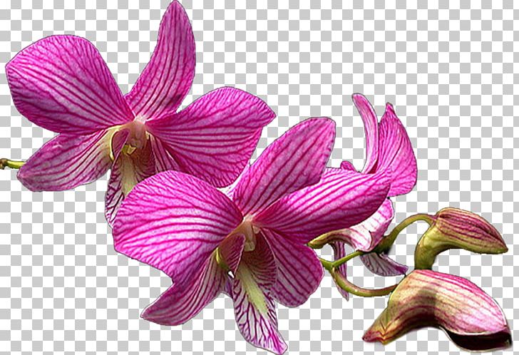 Moth Orchids Dendrobium Cattleya Orchids PNG, Clipart, Cattleya, Cattleya Orchids, Ceiling, Dendrobium, Diary Free PNG Download