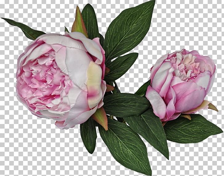 Peony Cut Flowers Plant Yaban PNG, Clipart, Advertising, Centifolia Roses, Cut Flowers, Denizbank, Flower Free PNG Download