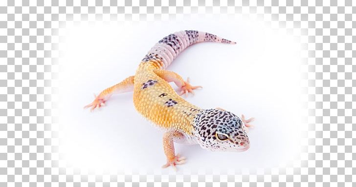Common Leopard Gecko Reptile Lizard Pet PNG, Clipart, Animal, Animals, Chameleons, Common Leopard, Common Leopard Gecko Free PNG Download