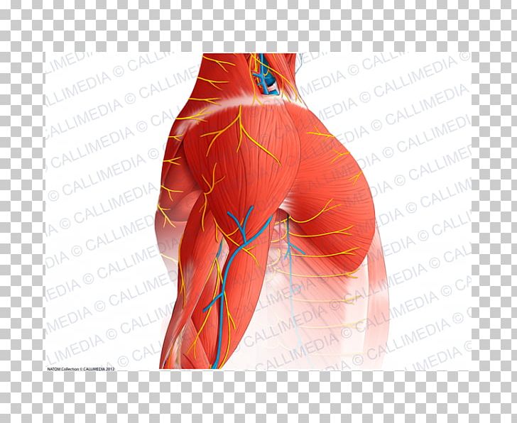 Hip Shoulder Muscle Nerve Blood Vessel PNG, Clipart, Abdomen, Active Undergarment, Anatomy, Arm, Artery Free PNG Download