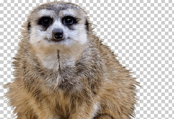 Meerkat National Zoological Park National Zoo & Aquarium Squirrel Animal PNG, Clipart, Animal, Animals, Aquarium, Burrow, Carnivoran Free PNG Download