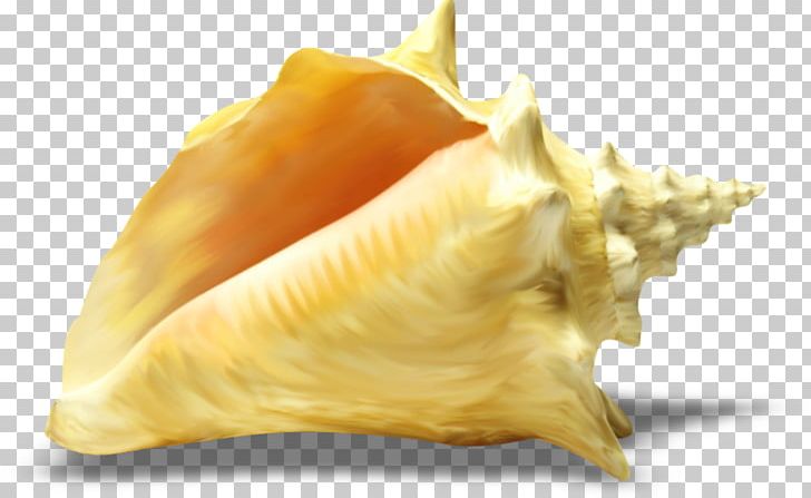 Seashell Photography Conchology PNG, Clipart, Animal, Animals, Animated Film, Cockle, Collage Free PNG Download