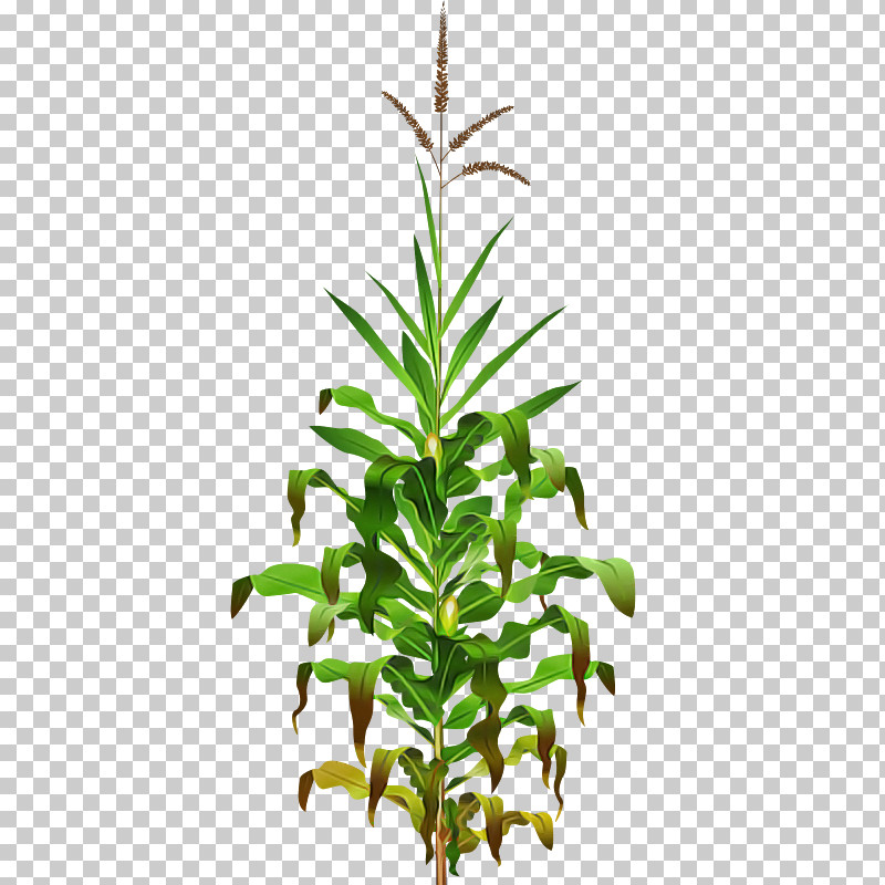 Leaf Plant Stem Flowerpot Herb Tree PNG, Clipart, Biology, Flowerpot, Herb, Leaf, Plant Free PNG Download