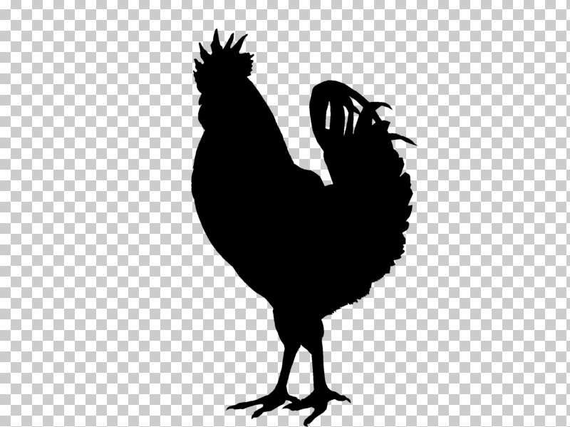 Chicken Rooster Bird Beak Comb PNG, Clipart, Beak, Bird, Chicken, Comb, Fowl Free PNG Download