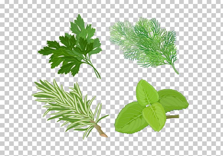 Herb Basil Spice Medicinal Plants PNG, Clipart, Aromatic Herbs, Basil, Branch, Chinese Herbs, Common Sage Free PNG Download
