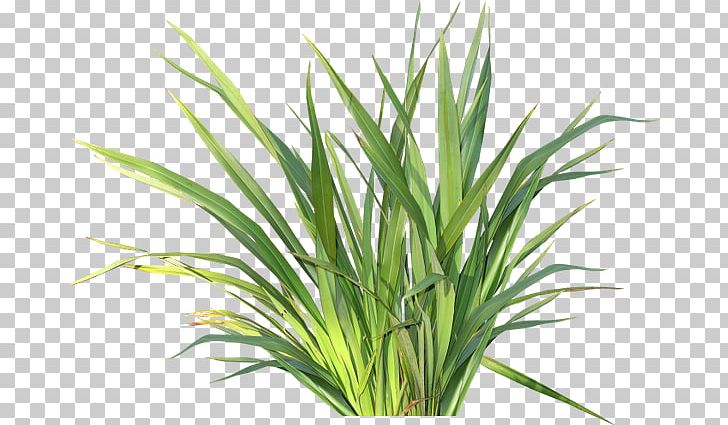 Herbaceous Plant Drawing Child Flower PNG, Clipart, Child, Chrysopogon Zizanioides, Color, Commodity, Drawing Free PNG Download