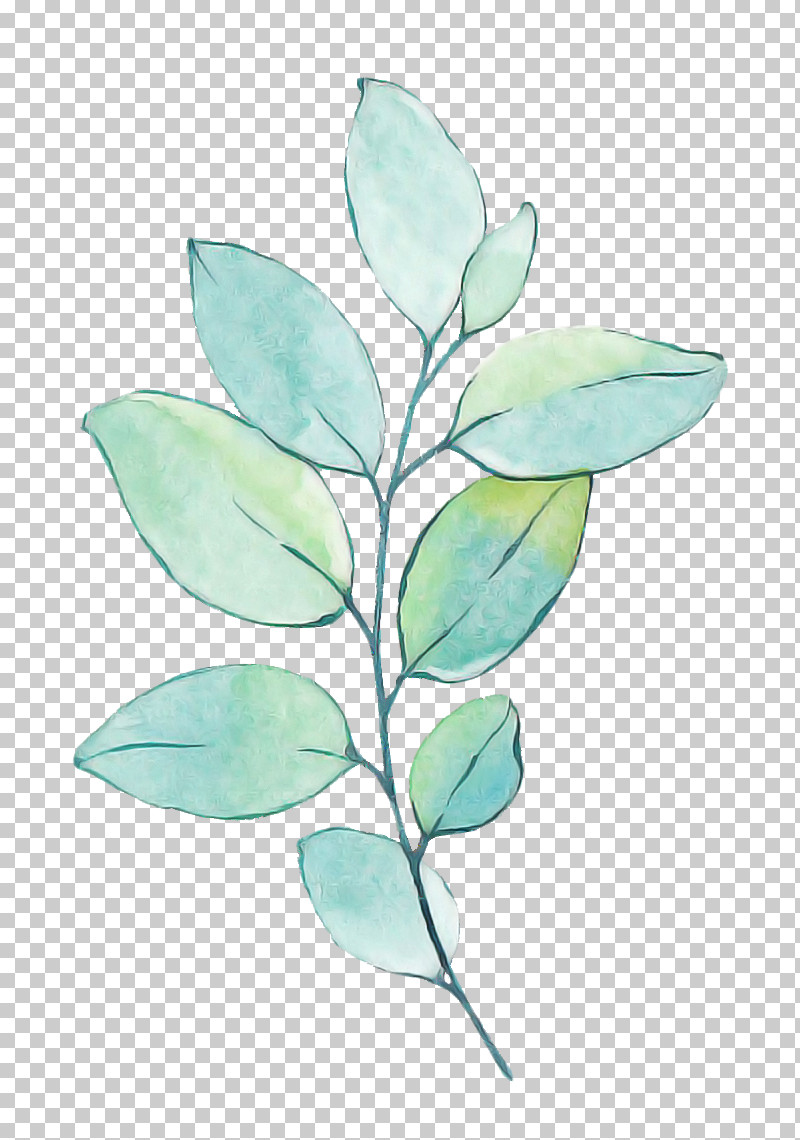 Plant Stem Leaf Turquoise Plants Science PNG, Clipart, Biology, Leaf, Plants, Plant Stem, Plant Structure Free PNG Download