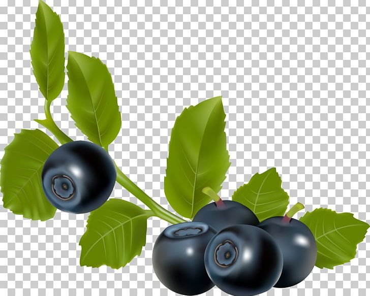 Blueberry Blackberry PNG, Clipart, Aristotelia Chilensis, Berry, Bilberry, Blackberry, Blueberries Free PNG Download