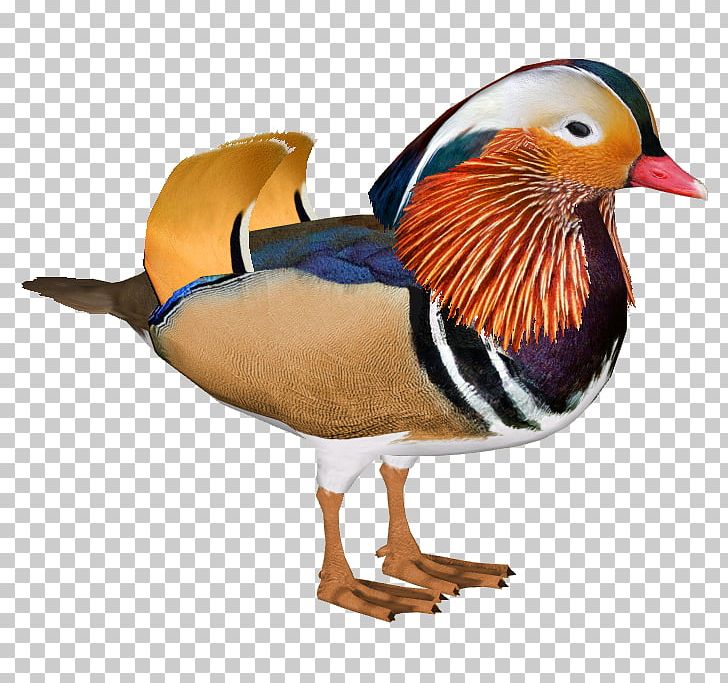 Duck Mallard Bird Anatidae Waterfowl PNG, Clipart, Anatidae, Animal, Animals, Anseriformes, Beak Free PNG Download