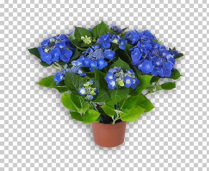 Hydrangea Blue Flower Red Pink PNG, Clipart, Annual Plant, Bellflower Family, Blue, Cornales, Cut Flowers Free PNG Download