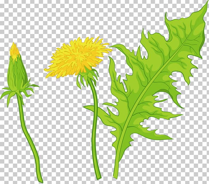 Common Dandelion Leaf Euclidean Flower Illustration PNG, Clipart, Abstract Pattern, Background Green, Can Stock Photo, Chrysanthemum, Chrysanths Free PNG Download