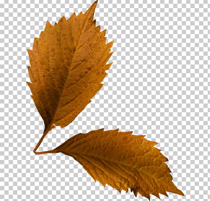 Leaf Deciduous Twig PNG, Clipart, Deciduous, Foliage, Leaf, Orange, Plant Free PNG Download