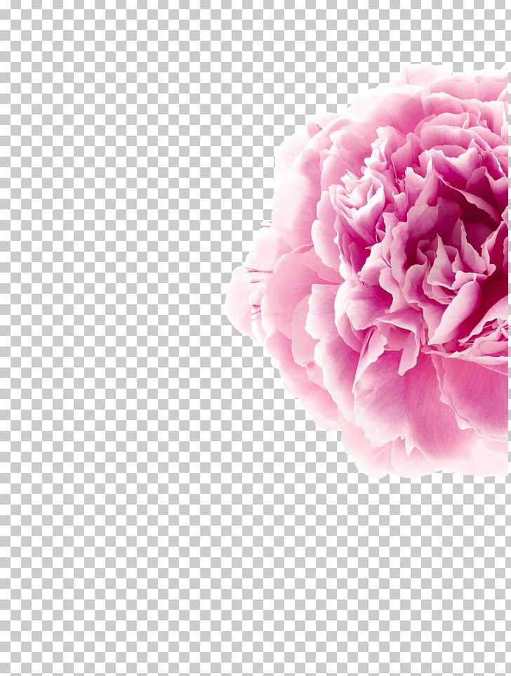 Garden Roses Hair Skin Peony Klorane PNG, Clipart, Body, Botany, Carnation, Computer Wallpaper, Cut Flowers Free PNG Download
