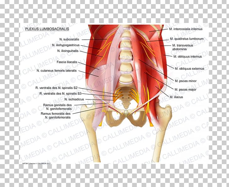 Sacral Plexus Iliohypogastric Nerve Lumbar Plexus Ilioinguinal Nerve PNG, Clipart, Anatomy, Blood Vessel, Femoral Nerve, Finger, Genitofemoral Nerve Free PNG Download