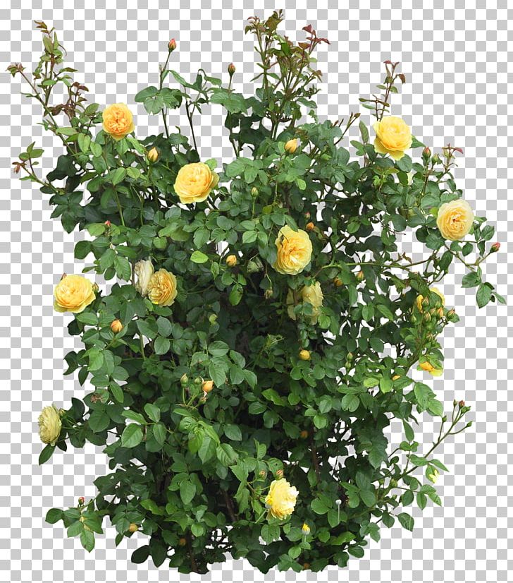 Shrub Tree Plant Flower PNG, Clipart, Annual Plant, Citrus, Drawing, Flower, Flower Garden Free PNG Download