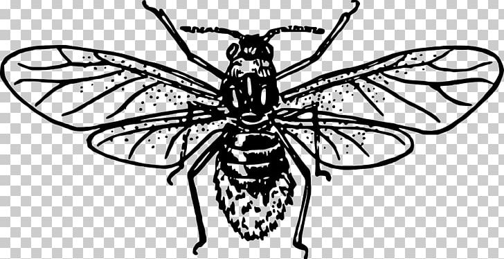 Western Honey Bee Drawing Beehive PNG, Clipart, Art, Arthropod, Artwork, Bee, Black And White Free PNG Download