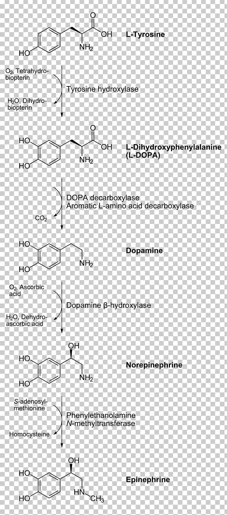 Catecholamine Biosynthesis Norepinephrine Adrenaline Biochemistry PNG, Clipart, Adrenaline, Amino Acid, Angle, Area, Biochemistry Free PNG Download