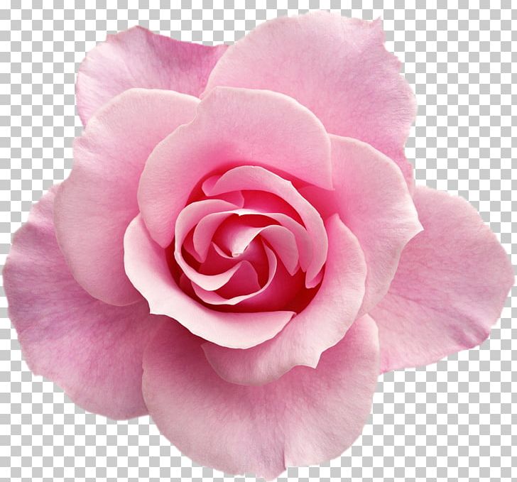 Rose Pink Flowers Pink Flowers PNG, Clipart, Artis, Blue, Blue Rose, Camellia, China Rose Free PNG Download