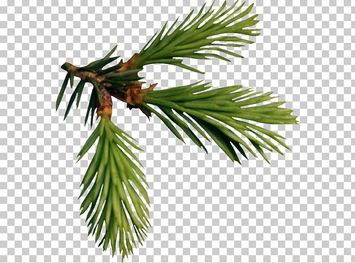 Fir Larch Pine Tree PNG, Clipart, Arborvitae, Arecales, Borassus Flabellifer, Branch, Conifer Free PNG Download