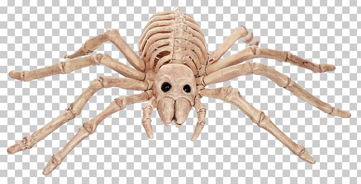 Spider Human Skeleton Bone Vertebrate PNG, Clipart, Animal, Animal Figure, Arachnid, Arthropod, Bone Free PNG Download