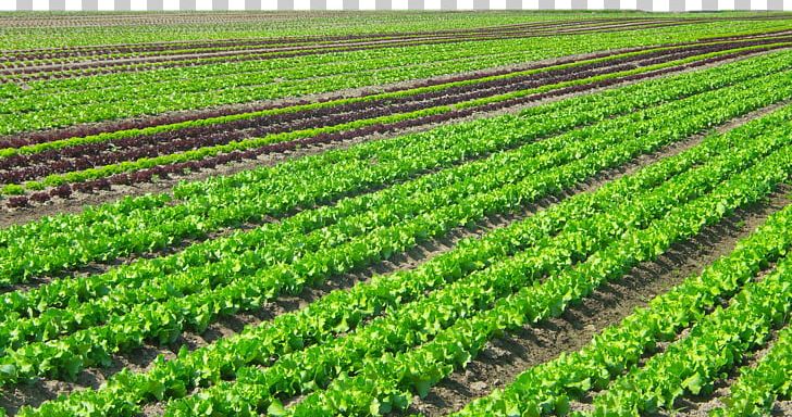 Agriculture Plantation Organic Farming Crop Vegetable PNG, Clipart, Agricultural Land, Base, Cash Crop, Culture, Farm Free PNG Download