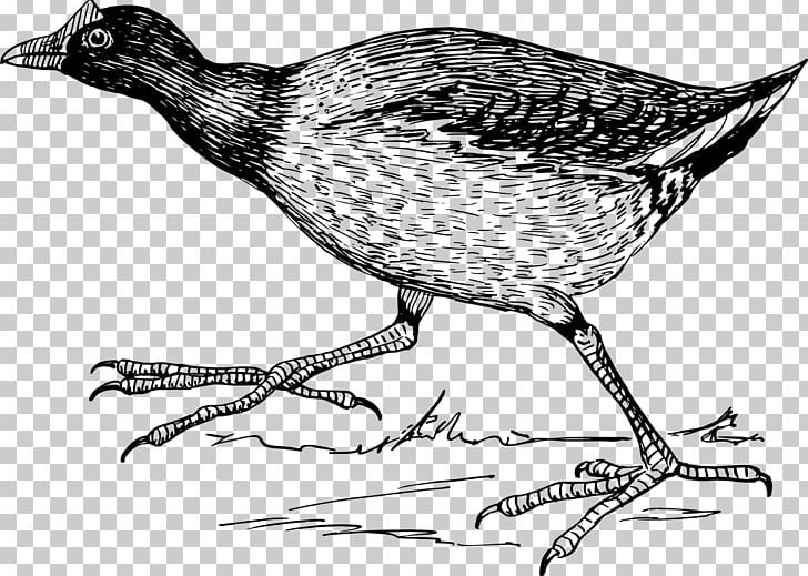 Bird Northern Jacana Jacanas PNG, Clipart, Animals, Beak, Bird, Bird Feet And Legs, Black And White Free PNG Download