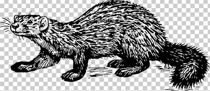 Ferret Mink Weasels /m/02csf Viverrids PNG, Clipart, Animal, Animal Figure, Animals, Artwork, Black And White Free PNG Download