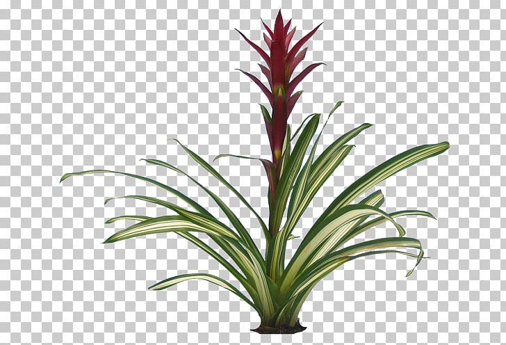 Flowering Plant Bromeliads PNG, Clipart, Botanical Illustration, Bromeliaceae, Bromeliads, Clip Art, Computer Icons Free PNG Download